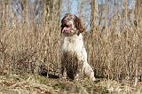 SETTER ANGLAIS 069